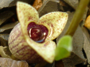 ★三重県産、野生クチスボカンアオイの複色花　新種（カンアオイ　山野草　蘭　斑入り植物★