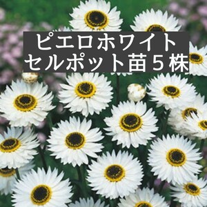 c.ローダンセ　ピエロホワイト　セルポット幼苗５株