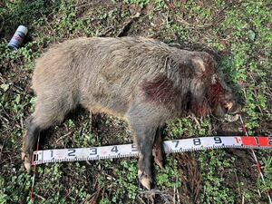 【冷凍骨なし猪肉9kg】合法的に屠殺された猪肉を冷凍しております。福岡県朝倉市産猪肉、計9kg。ペット用の野生動物のイノシシ肉。