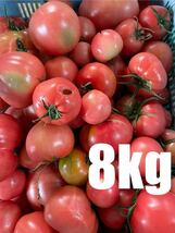 規格外　訳あり　トマト　8kg 数量限定　減農薬栽培　農家直送　静岡県産_画像1