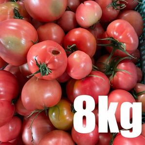 規格外　訳あり　トマト　8kg 数量限定　減農薬栽培　農家直送　静岡県産
