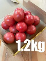 静岡県産 中玉 フルーツトマト　1.2kg 農家直送 産地直送 減農薬栽培_画像1