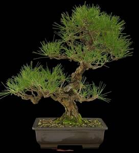 [ bonsai shop Yamato ] Japanese black pin large goods bonsai who comes to take warm welcome our company delivery . possible ( Japanese black pin . pine . leaf pine Rhododendron indicum zelkova maple thread fish river genuine Kashiwa )175