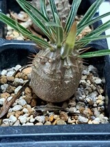 ⑨パキポディウム　グラキリス　形良い Pachypodium gracilius 実生３年【検】ウィンゾリー マカイエンセ カタフ パキプス アンボンゲンセ _画像2