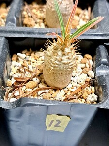 ⑫パキポディウム　グラキリス Pachypodium gracilius 実生３年【検】ウィンゾリー マカイエンセ カタフ パキプス アンボンゲンセ 光堂