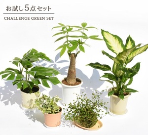 観葉植物 お試し5点セット 卓上サイズ インテリア