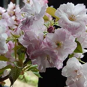 桜盆栽 桜 盆栽 サクラ 観葉植物の画像6