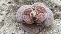 44 多肉植物 メセン　リトープス　ピンクの　微紋玉　大きい種付き！_画像3