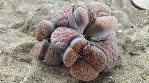 85　多肉植物　メセン　リトープス　ピンクの　微紋玉　6頭立　種付き！特大玉_画像2