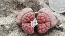 131　多肉植物　メセン　リトープス　テイッシェリー　２頭立　種付き！_画像3