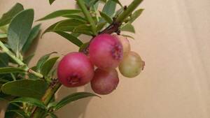  pink color. .~. blueberry pink remone-do large seedling 