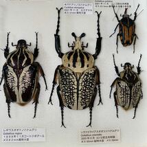  ゴライアス レギウス アトラス オオツノハナムグリ 標本 ドイツ箱入り 昆虫 甲虫 標本 _画像4