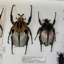  ゴライアス レギウス アトラス オオツノハナムグリ 標本 ドイツ箱入り 昆虫 甲虫 標本 _画像6