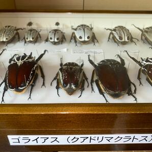 昆虫標本 大型 ゴライアスオオツノハナムグリ 標本 クアドリマクラトス ドイツ箱入りの画像8