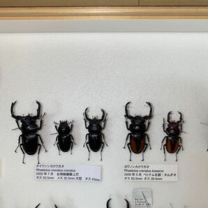 ウエストウッディ ディディエール 等 シカクワガタ 標本 UVドイツ箱入り 昆虫標本の画像9