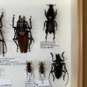 特大 タイタンオオウスバ オオキバウスバ 等 カミキリ 標本 UVドイツ箱入り 昆虫標本の画像7