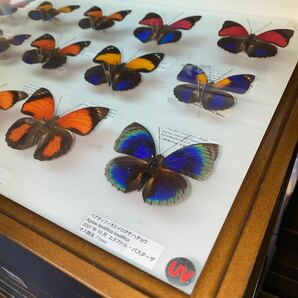 蝶標本 アグリアス ミイロタテハ 標本 UVドイツ箱入り 外国蝶 の画像9