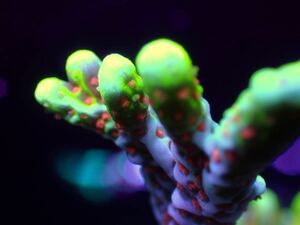 【複数購入特典付き！】 Bubblegum Montipora