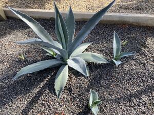 Agave americana ② アガベ　アメリカーナ　美株　中株　青白い　細葉　子株セット　持ってけ泥棒企画