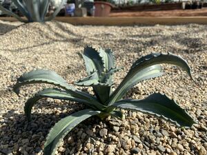 Agave americana v. expansa mediopicta アガベ　エクスパンサ　美株　選抜　超美株　うねり