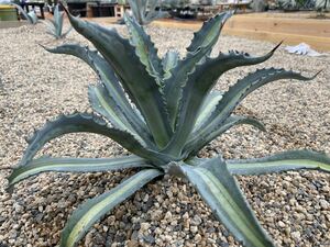 Agave americana v. expansa mediopicta アガベ　エクスパンサ　美株　選抜　超美株　うねり