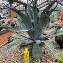 Agave americana var.protoamericana 強うねり funky toes アガベ　ファンキートゥース　美株　　中株_画像1