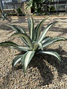 agave americana mediopicta 'alba' アガベ アメリカーナ メディオピクタ アルバ(華厳) 美株　大株　特選　超美株