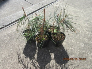  red pine. axis cut ... seedling ..3 year 5 pcs set . freely bend attaching . please enjoy.