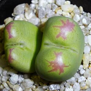 多肉植物 / コノフィツム ‘桃割娘’ / Conophytum ‘Momowari Musume’ (Conophytum ratum × C. bilobum ssp. bilobum)の画像1