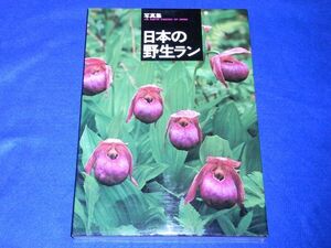 ●● 写真集　日本の野生ラン　神田淳　誠文堂新光社　昭和52年　A020P08