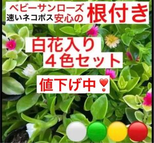 a1⑧安心の根付き☆白花入り☆ベビーサンローズ☆４色セット☆よく増える☆初心者向き☆