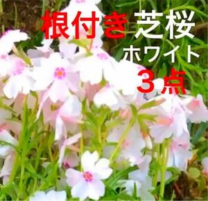 ⑤3☆もう咲き出した芝桜☆ホワイト☆シッカリ根付き苗☆初心者向け☆