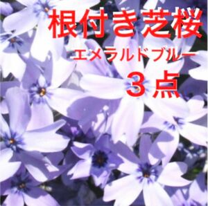 ②3☆もう咲き出した芝桜☆うす紫☆シッカリ根付き苗☆初心者向け☆