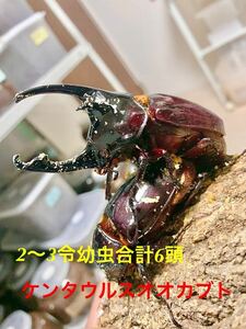 ケンタウルスオオカブト2〜3令幼虫5頭+死着保証1頭【No.6】