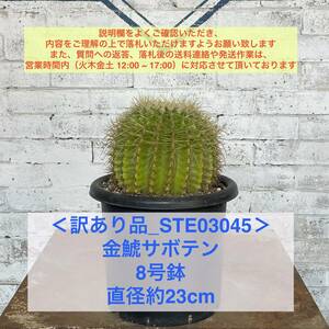 【現品_STE03045】＜訳あり品＞金鯱サボテン 8号鉢 直径約23cm ＜耐寒性：9a(-6.9℃)＞｜ドライガーデン 