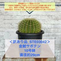 【現品_STE03042】＜訳あり品＞金鯱サボテン 10号鉢 直径約29cm ＜耐寒性：9a(-6.9℃)＞｜ドライガーデン _画像1