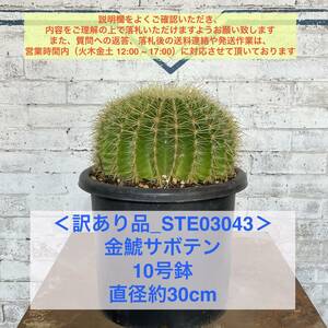 【現品_STE03043】＜訳あり品＞金鯱サボテン 10号鉢 直径約30cm ＜耐寒性：9a(-6.9℃)＞｜ドライガーデン 