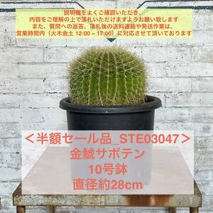 【現品_STE03047】＜半額セール品＞金鯱サボテン 10号鉢 直径約28cm＜耐寒性：9a(-6.9℃)＞ドライガーデン