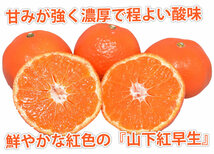 柑橘　　山下紅早生★甘みが強く濃厚で程よい酸味（実付きがあたるかも）_画像1