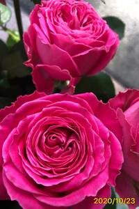 Сорта среза цветов Помгранит ( +) (гранат) ★ глубоко розово -розовое ядро ​​можно увидеть немного круглого цветения ★ Резка саженцы