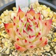 即決価格！！多肉植物　トスカネッリ　厳選　韓国苗　美苗　農園直売　観葉植物　C_画像3