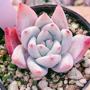 D即決価格！！多肉植物　ワイルドコロラータ　1韓国苗　美苗　農園直売　観葉植物