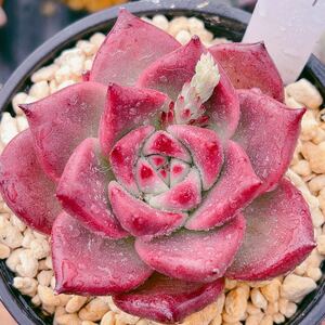 F即決価格！！多肉植物　プリモリ　レア苗　韓国苗　美苗　農園直売　観葉植物