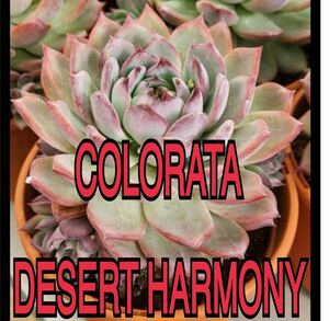 colorata desert harmony 種子50粒　デザートハーモニー　多肉植物　エケベリア　ゴンザレス苗　コロラータ