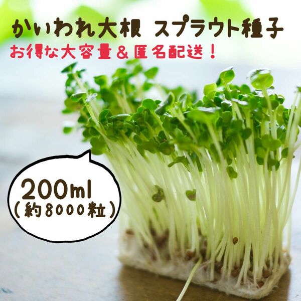 かいわれ大根 スプラウト種子 お得な200ml（約8,000粒）