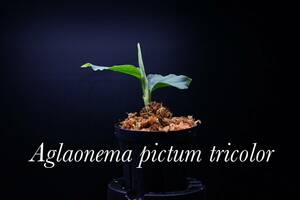 Aglaonema　pictum tricolor from South Sumatra アグラオネマ　ピクタム　トリカラー実生株10