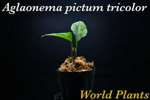 5　Aglaonema　pictum tricolor from South Sumatra アグラオネマ　ピクタム　トリカラー実生株　（双子株）