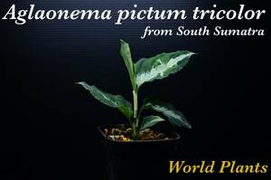 ②　Aglaonema　pictum tricolor from South Sumatra アグラオネマ　ピクタム　トリカラー