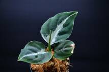 10　Aglaonema　pictum tricolor from South Sumatra アグラオネマ　ピクタム　トリカラー実生株_画像5