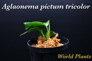 15　Aglaonema　pictum tricolor from South Sumatra アグラオネマ　ピクタム　トリカラー実生株